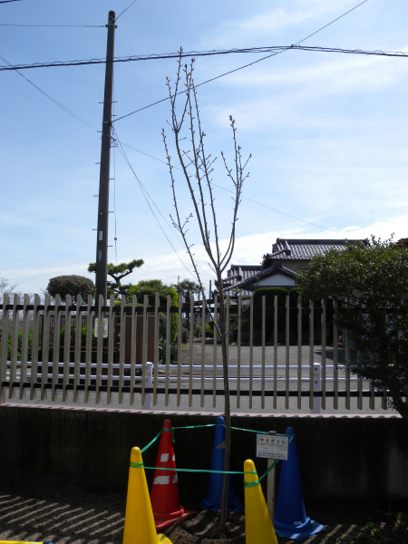 いよいよ令和6年度　新年度、新学期が始まります！