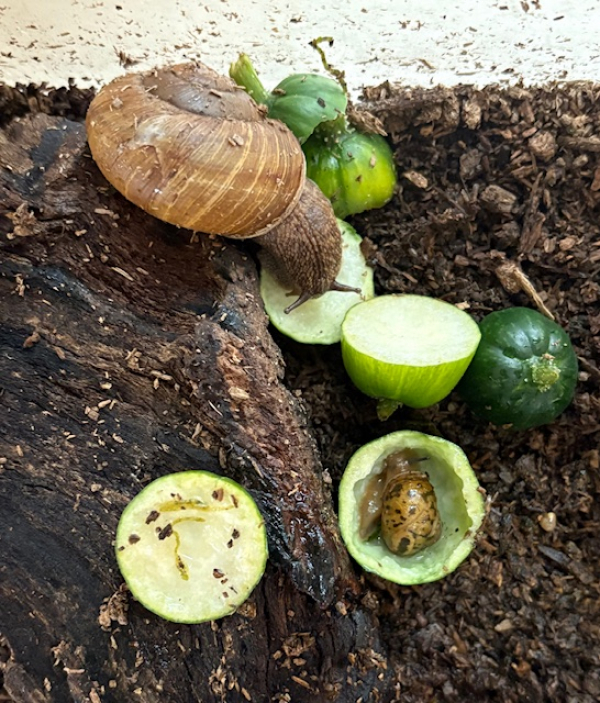 ぴいちゃんのお話